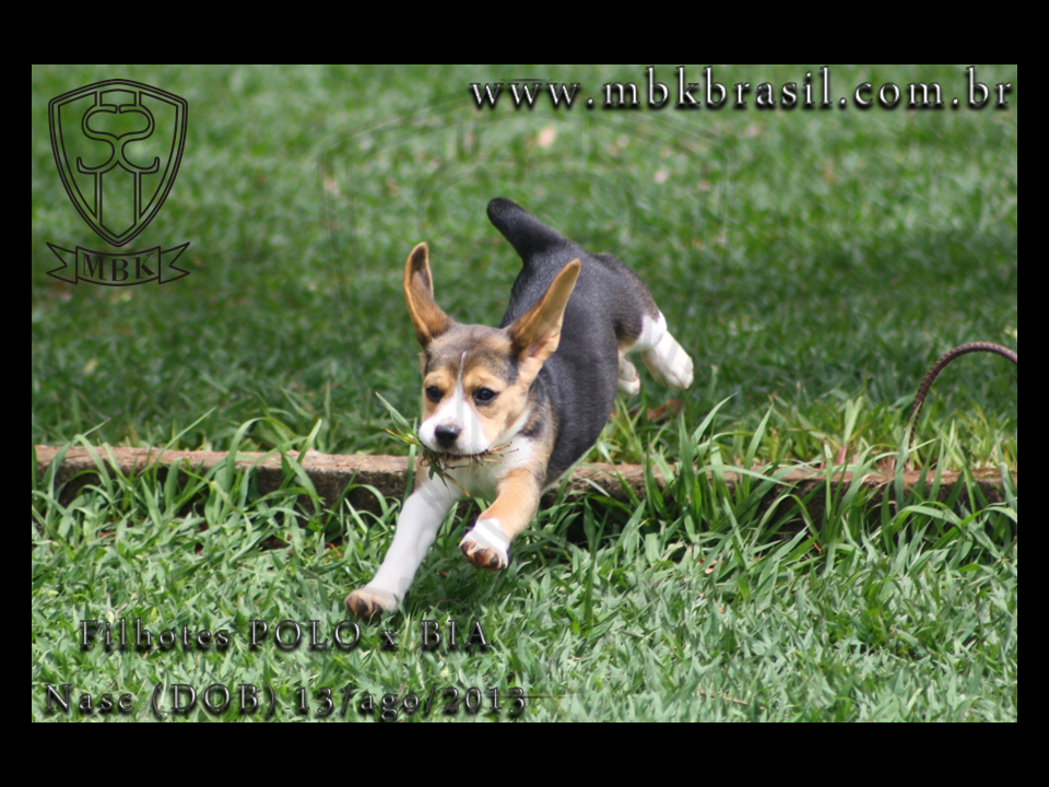 Filhotes Polo x Bia 13ago2013  (4)