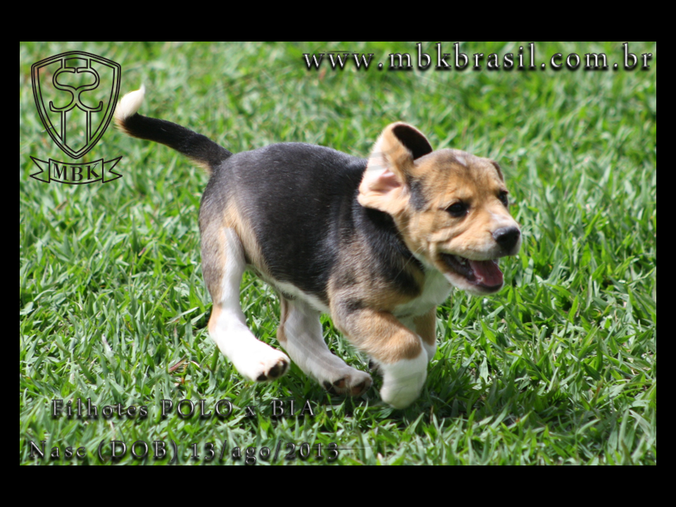 Filhotes Polo x Bia 13ago2013  (6)