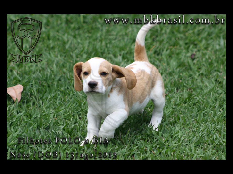 Filhotes Polo x Bia 13ago2013  (7)