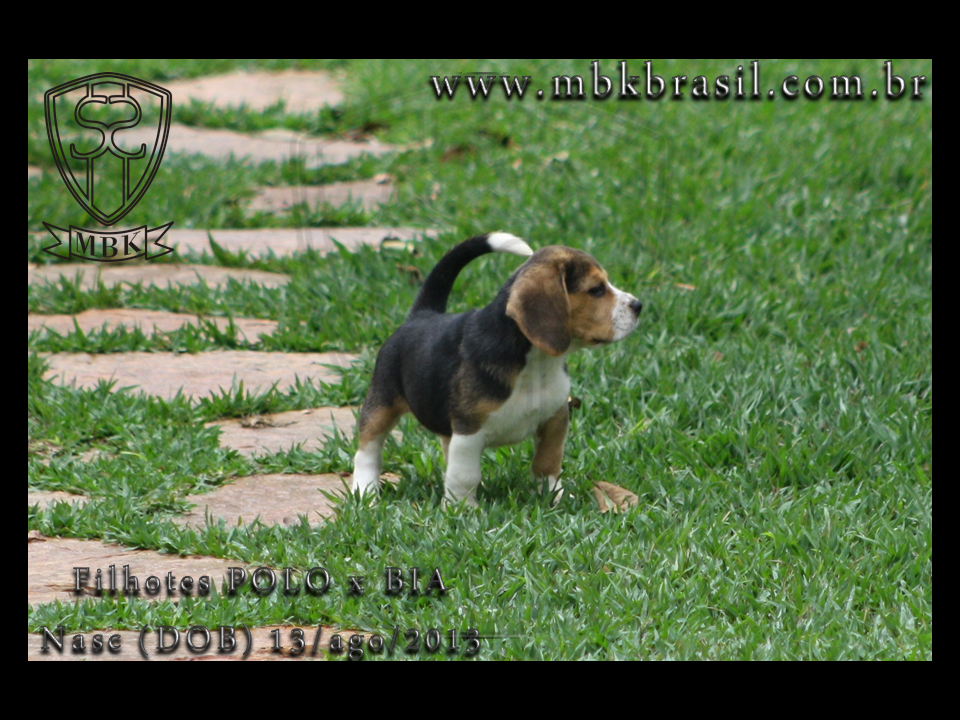 Filhotes Polo x Bia 13ago2013  (8)
