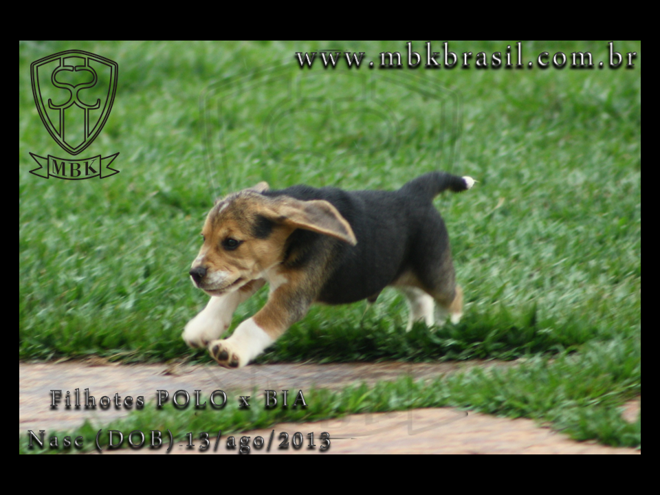 Filhotes Polo x Bia 13ago2013  (9)
