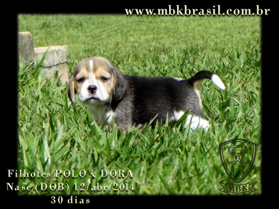 Filhotes Polo x Dora 12abr2014 (1)