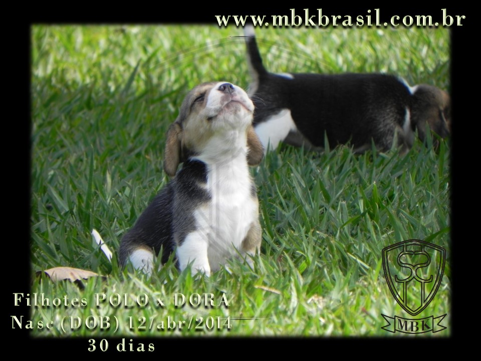 Filhotes Polo x Dora 12abr2014 (10)