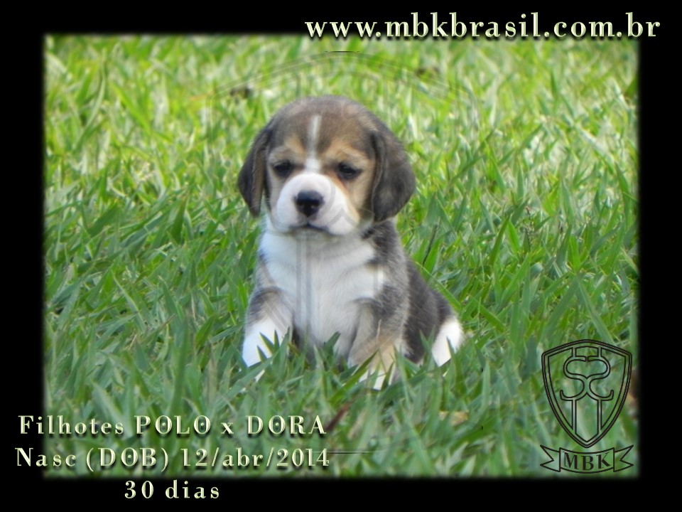 Filhotes Polo x Dora 12abr2014 (11)