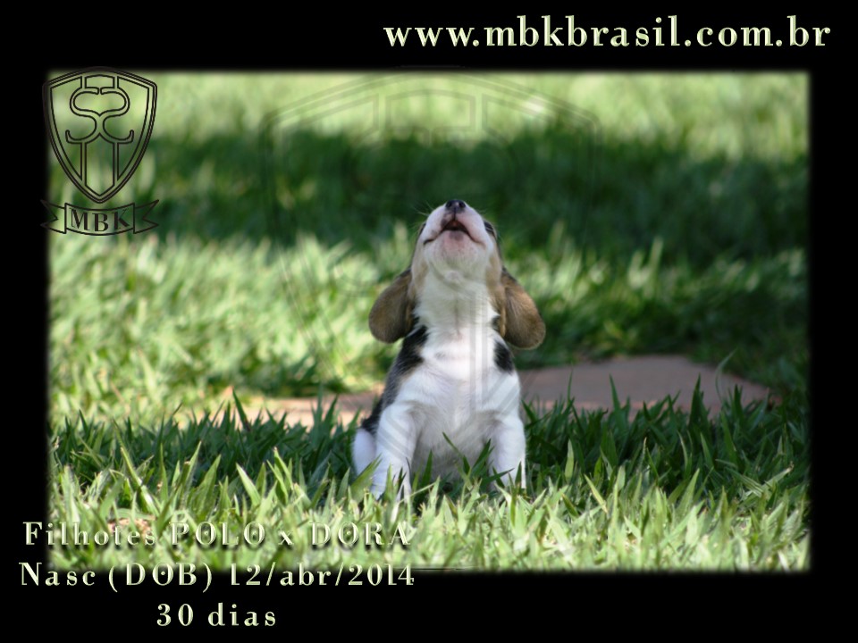 Filhotes Polo x Dora 12abr2014 (13)