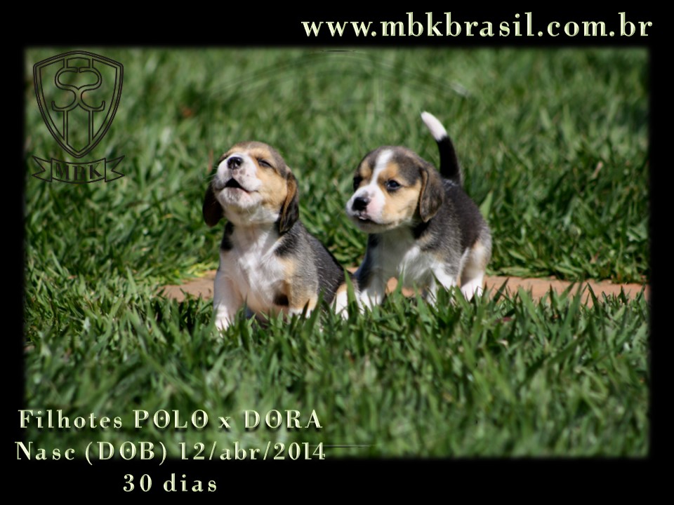Filhotes Polo x Dora 12abr2014 (14)