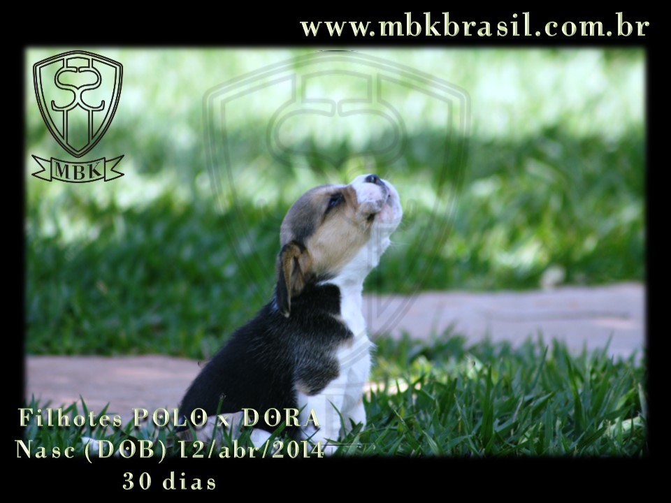 Filhotes Polo x Dora 12abr2014 (16)