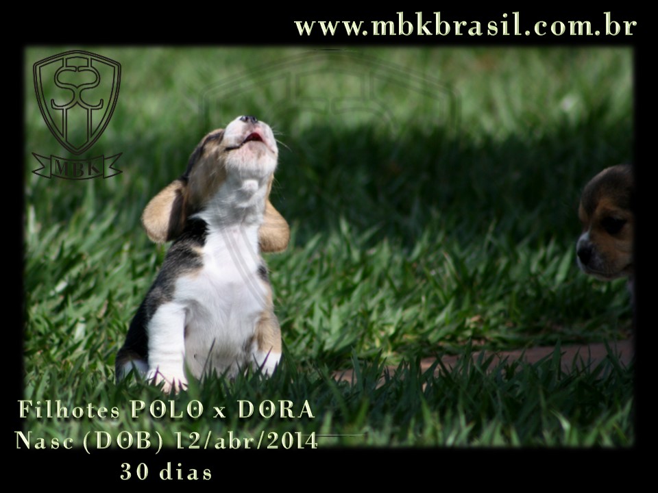 Filhotes Polo x Dora 12abr2014 (17)