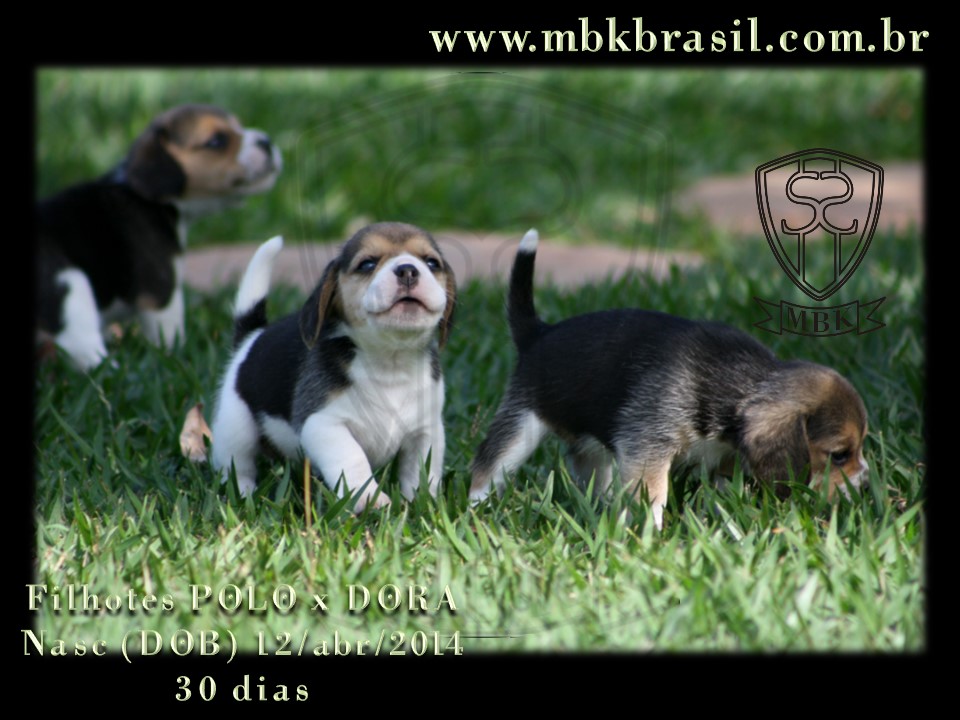 Filhotes Polo x Dora 12abr2014 (18)
