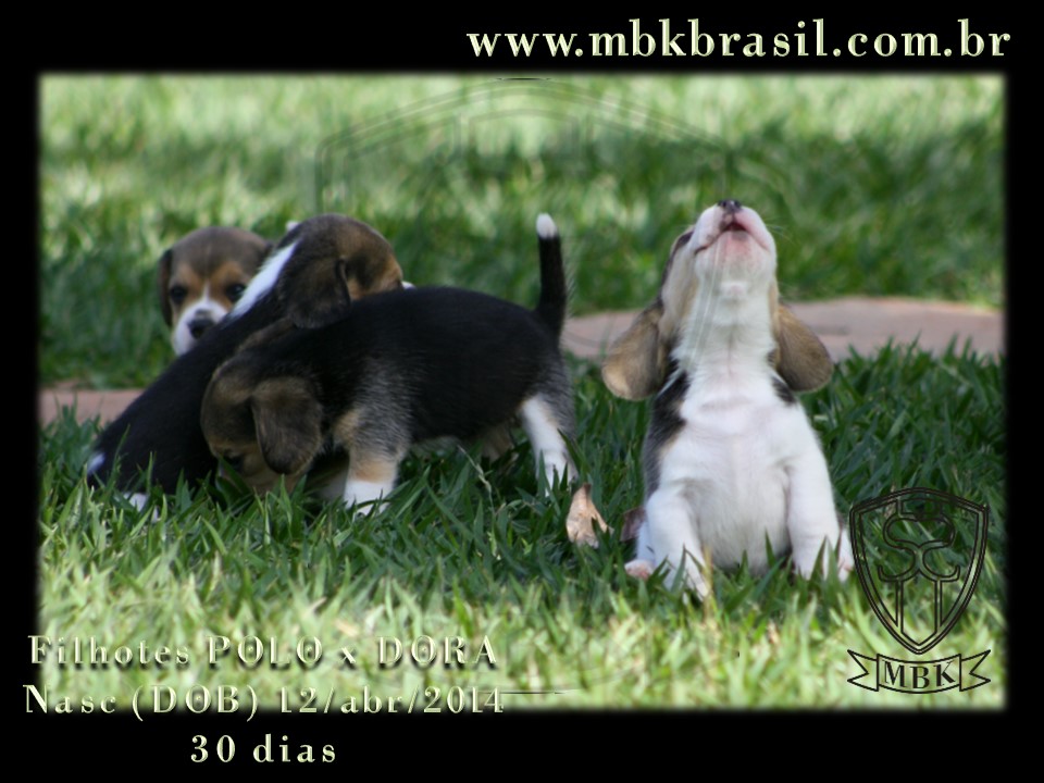 Filhotes Polo x Dora 12abr2014 (19)