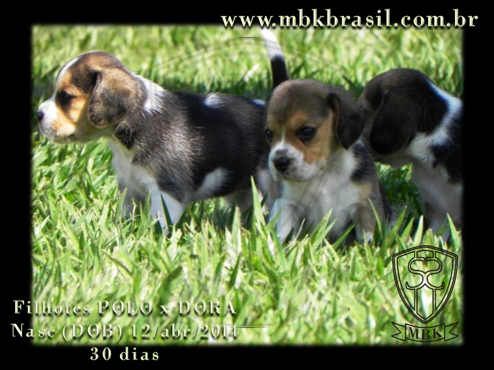 Filhotes Polo x Dora 12abr2014 (2)