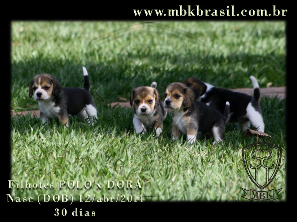 Filhotes Polo x Dora 12abr2014 (20)