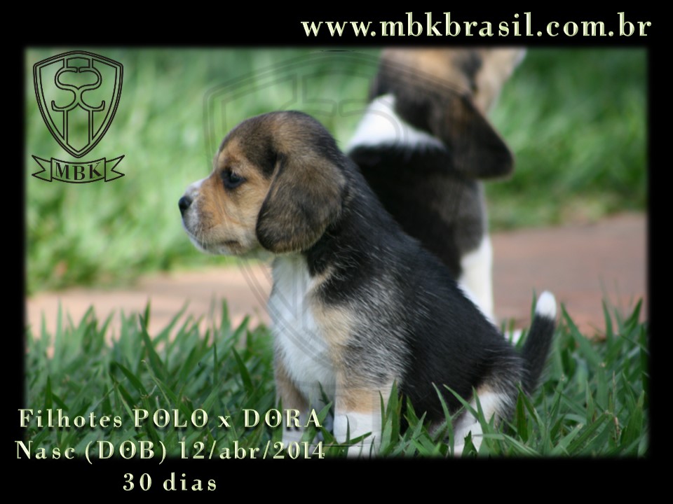 Filhotes Polo x Dora 12abr2014 (21)