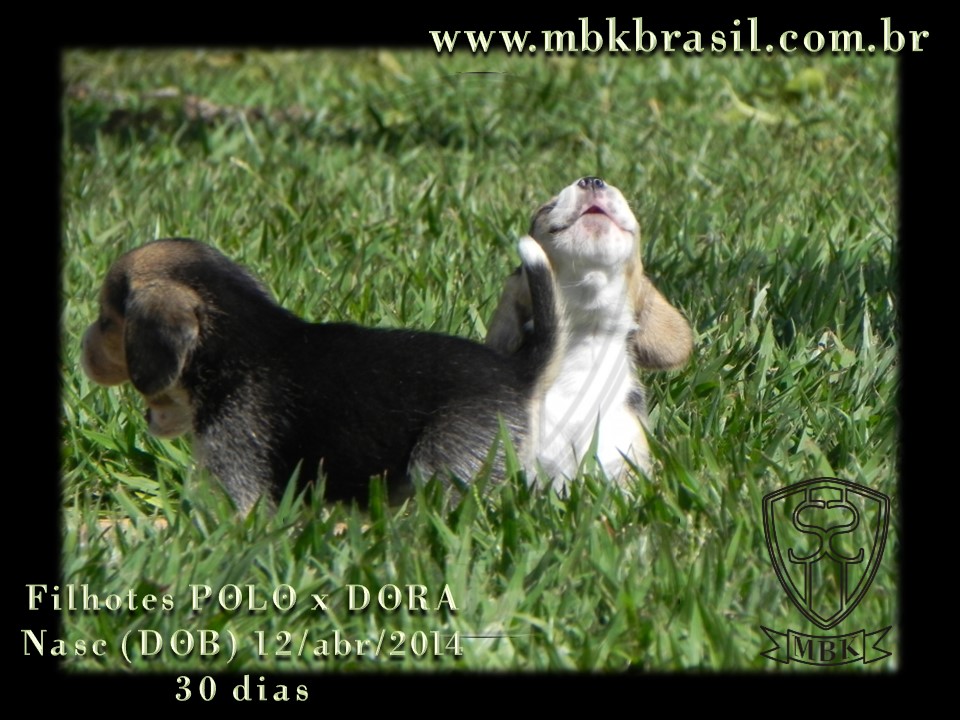 Filhotes Polo x Dora 12abr2014 (3)
