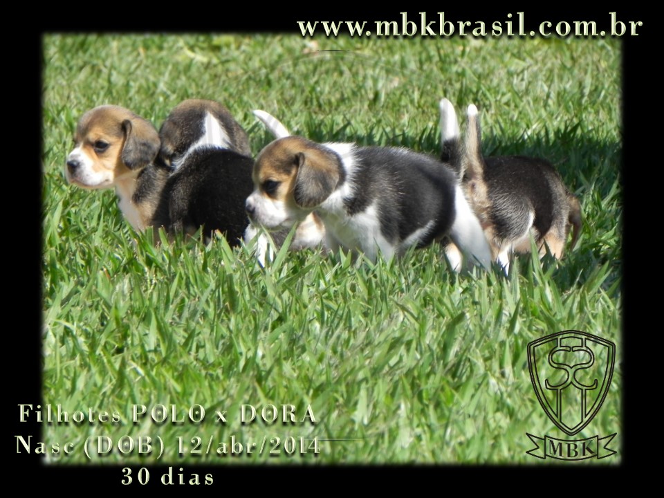 Filhotes Polo x Dora 12abr2014 (4)