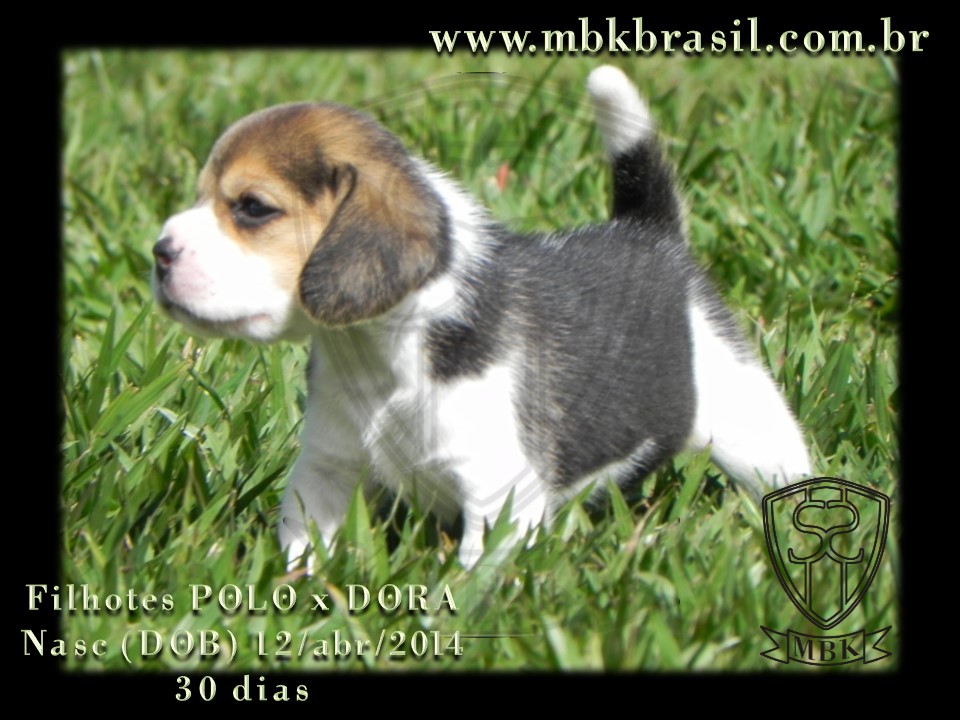 Filhotes Polo x Dora 12abr2014 (5)