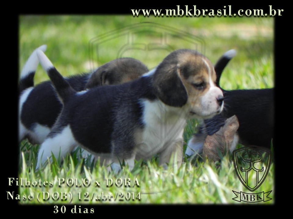 Filhotes Polo x Dora 12abr2014 (8)