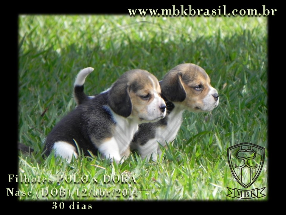 Filhotes Polo x Dora 12abr2014 (9)