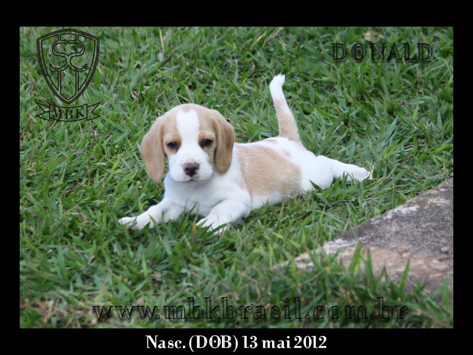 Filhotes Polo x Vivi 13-05-2012 (15)