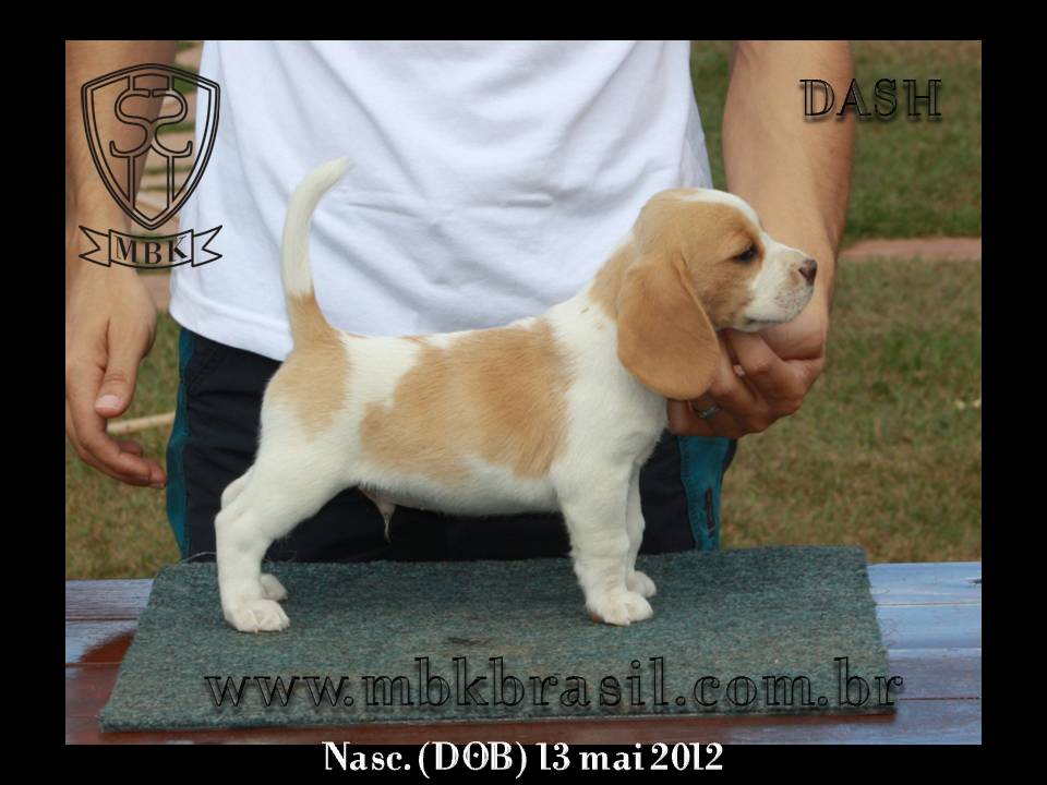 Filhotes Polo x Vivi 13-05-2012 (16)