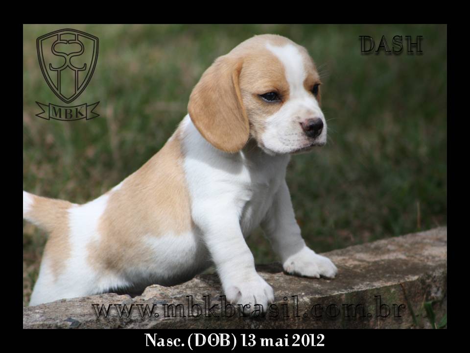 Filhotes Polo x Vivi 13-05-2012 (17)