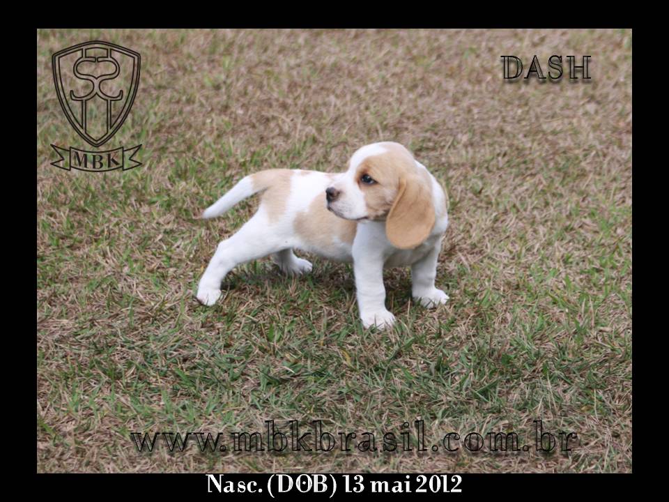 Filhotes Polo x Vivi 13-05-2012 (18)