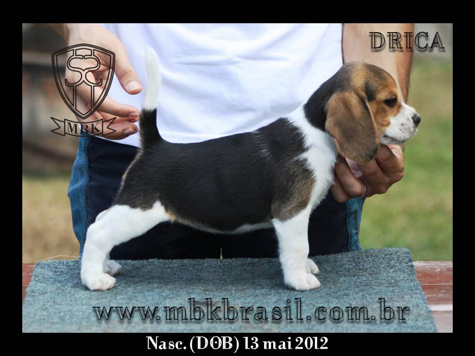 Filhotes Polo x Vivi 13-05-2012 (4)