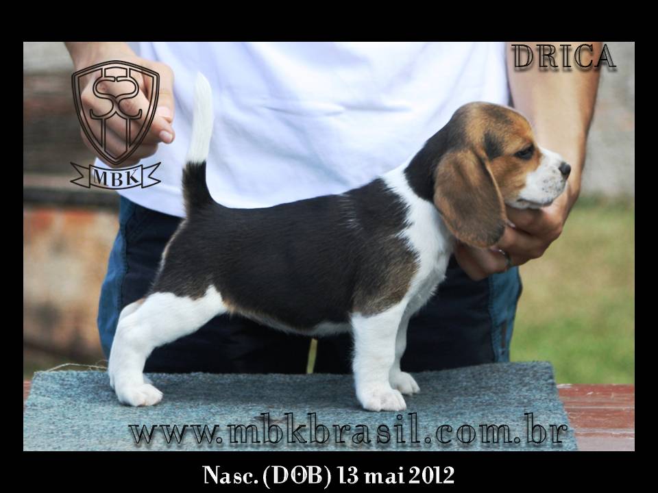 Filhotes Polo x Vivi 13-05-2012 (6)