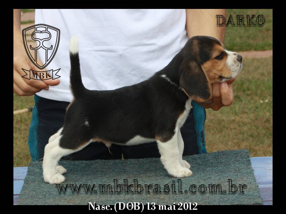 Filhotes Polo x Vivi 13-05-2012 (7)