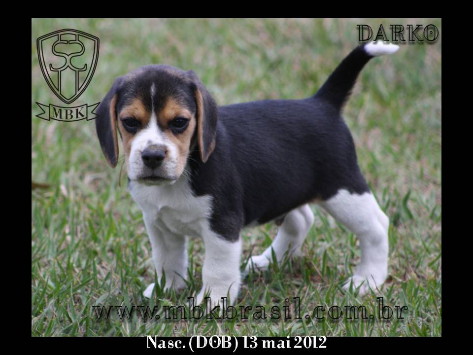 Filhotes Polo x Vivi 13-05-2012 (9)