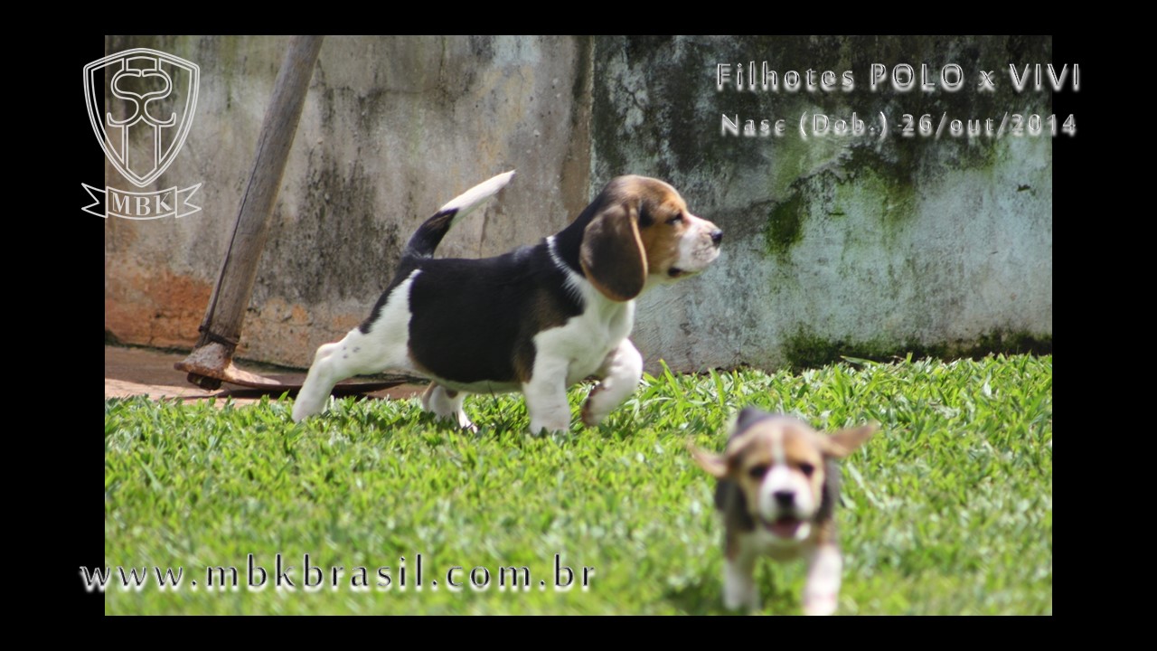 Filhotes Polo x Vivi 26-10-2014  (10)