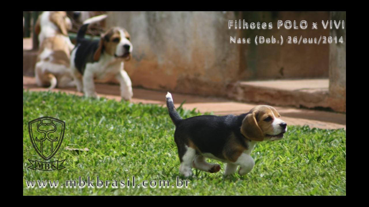 Filhotes Polo x Vivi 26-10-2014  (11)