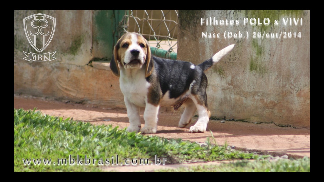 Filhotes Polo x Vivi 26-10-2014  (12)