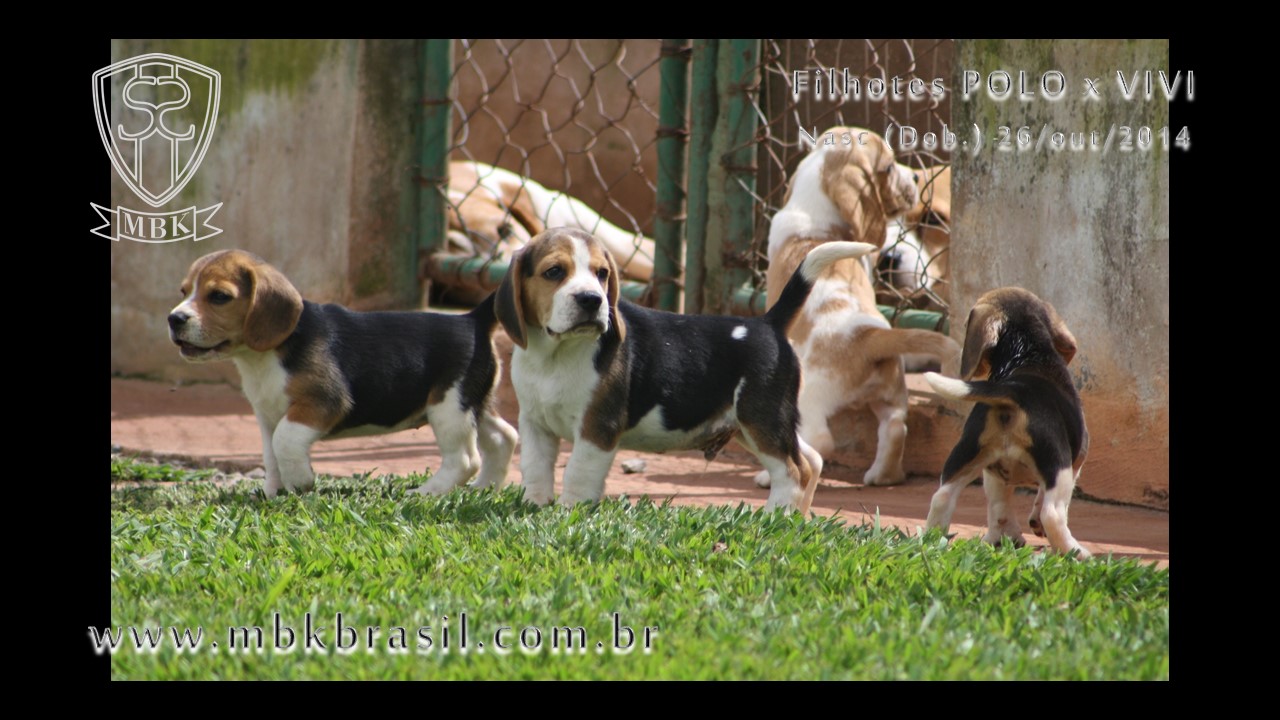 Filhotes Polo x Vivi 26-10-2014  (13)