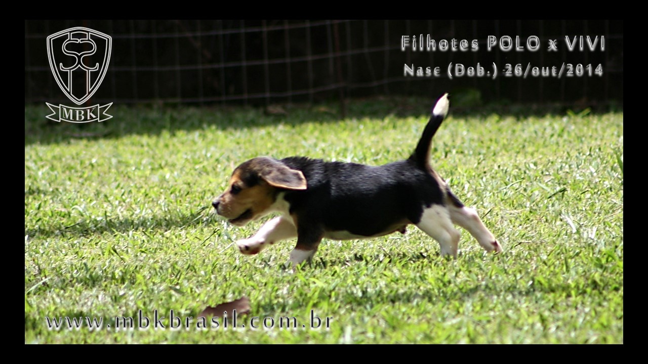Filhotes Polo x Vivi 26-10-2014  (14)