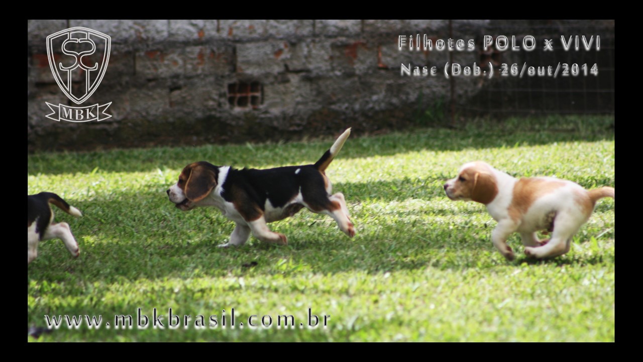 Filhotes Polo x Vivi 26-10-2014  (15)