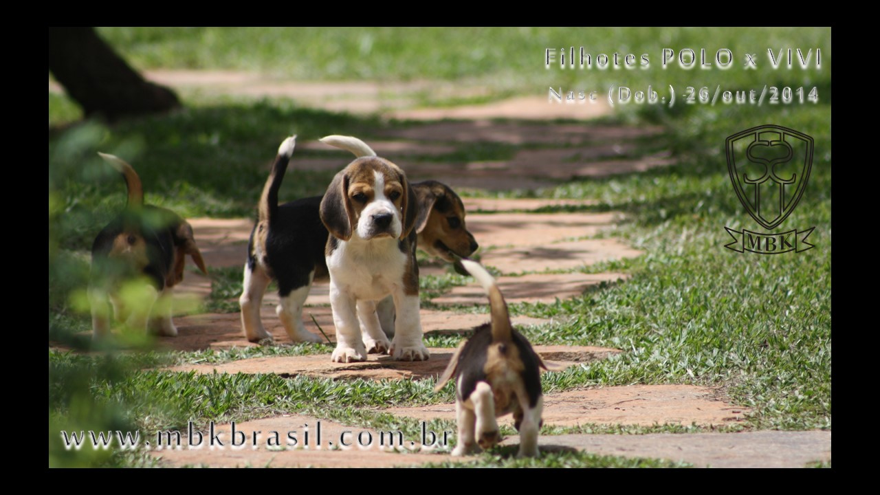 Filhotes Polo x Vivi 26-10-2014  (16)