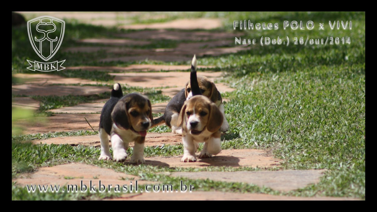 Filhotes Polo x Vivi 26-10-2014  (18)