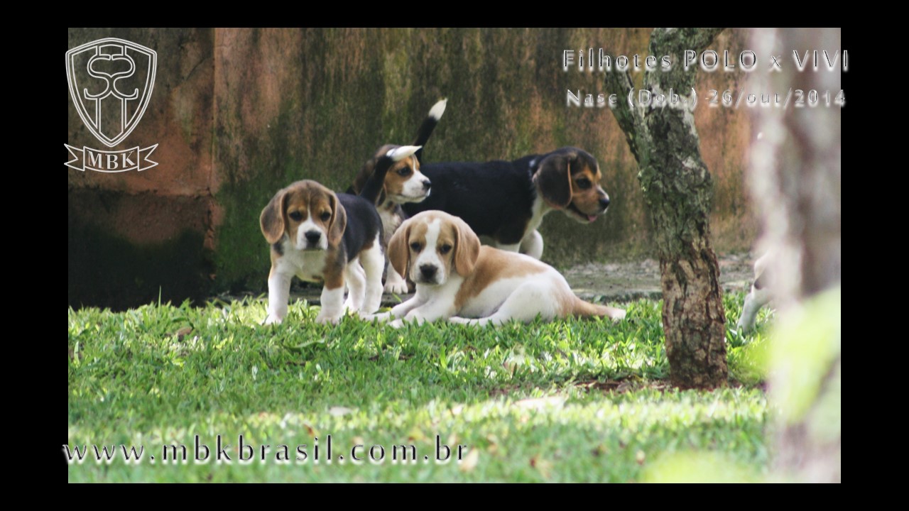 Filhotes Polo x Vivi 26-10-2014  (19)