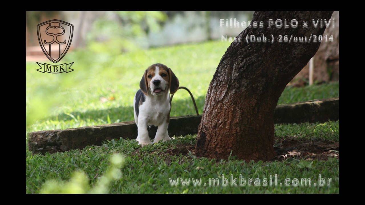 Filhotes Polo x Vivi 26-10-2014  (2)