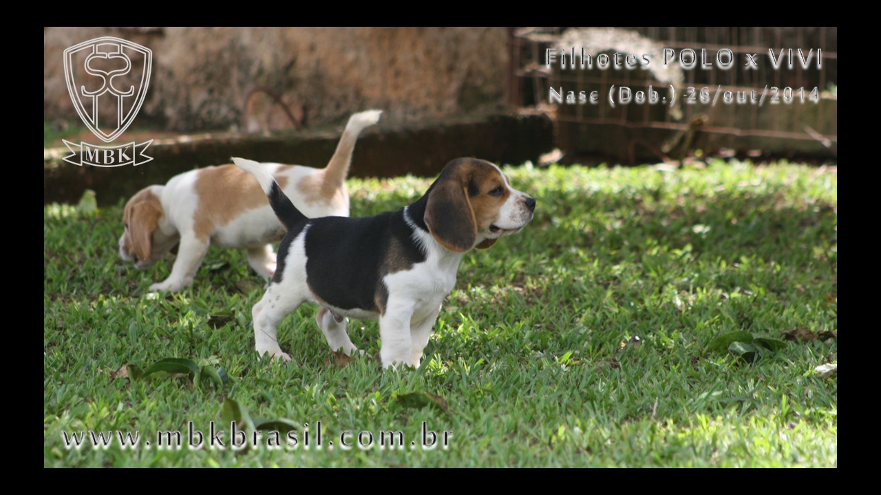 Filhotes Polo x Vivi 26-10-2014  (3)