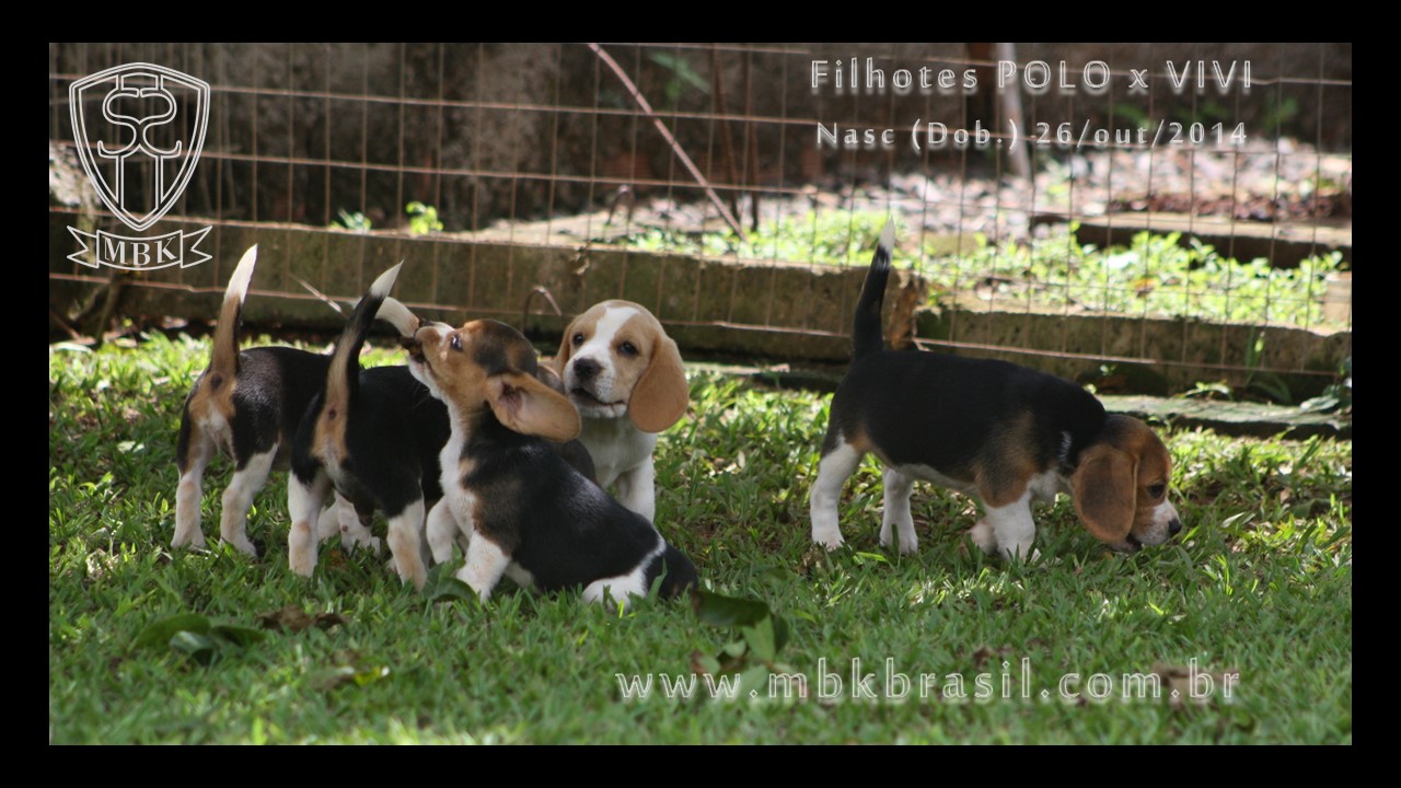 Filhotes Polo x Vivi 26-10-2014  (4)