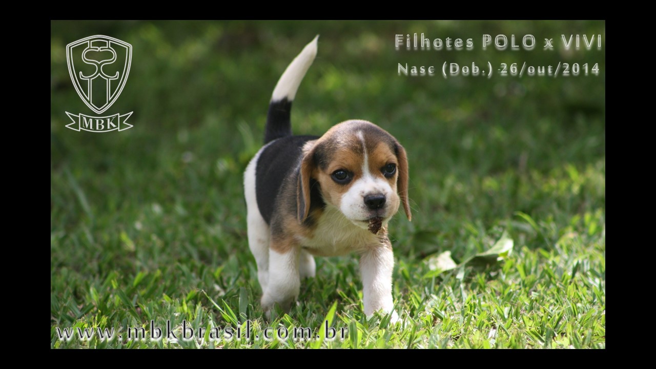Filhotes Polo x Vivi 26-10-2014  (5)