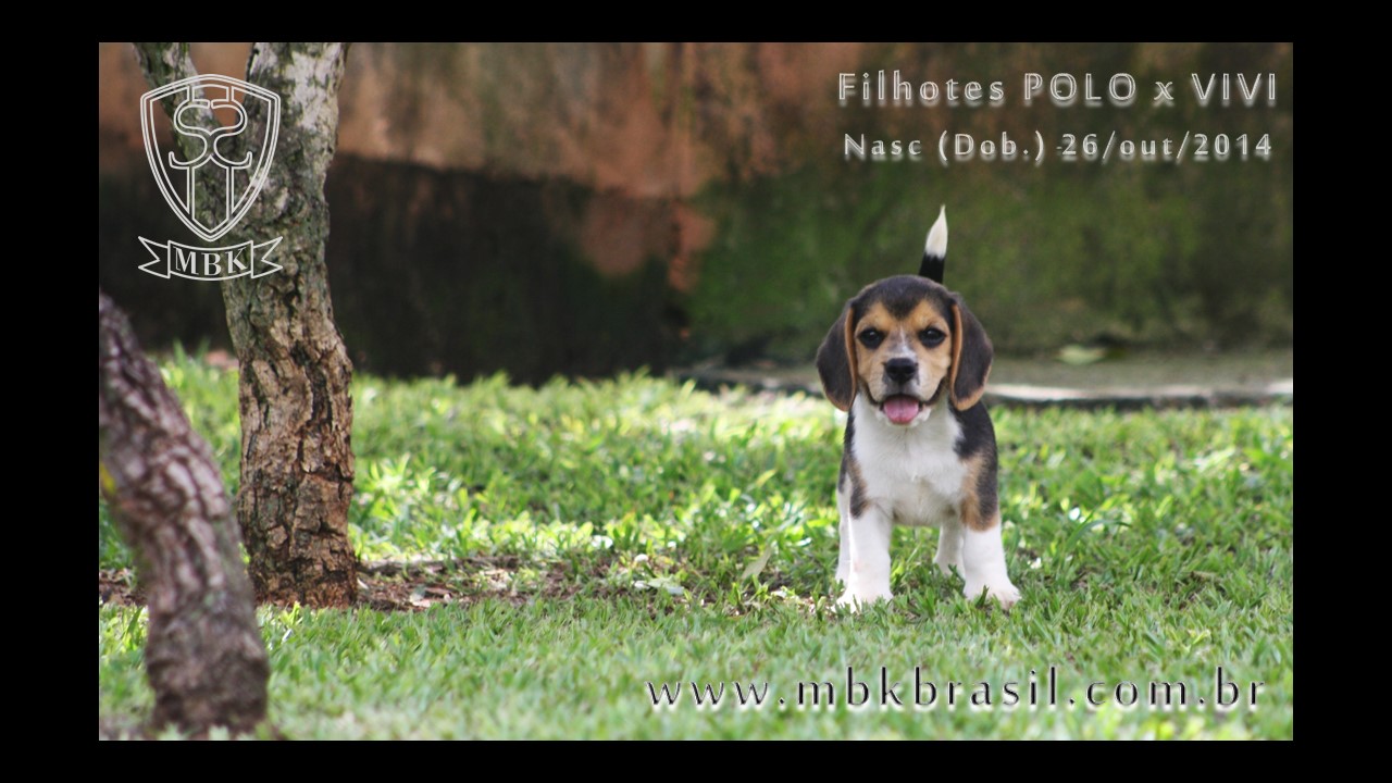 Filhotes Polo x Vivi 26-10-2014  (6)
