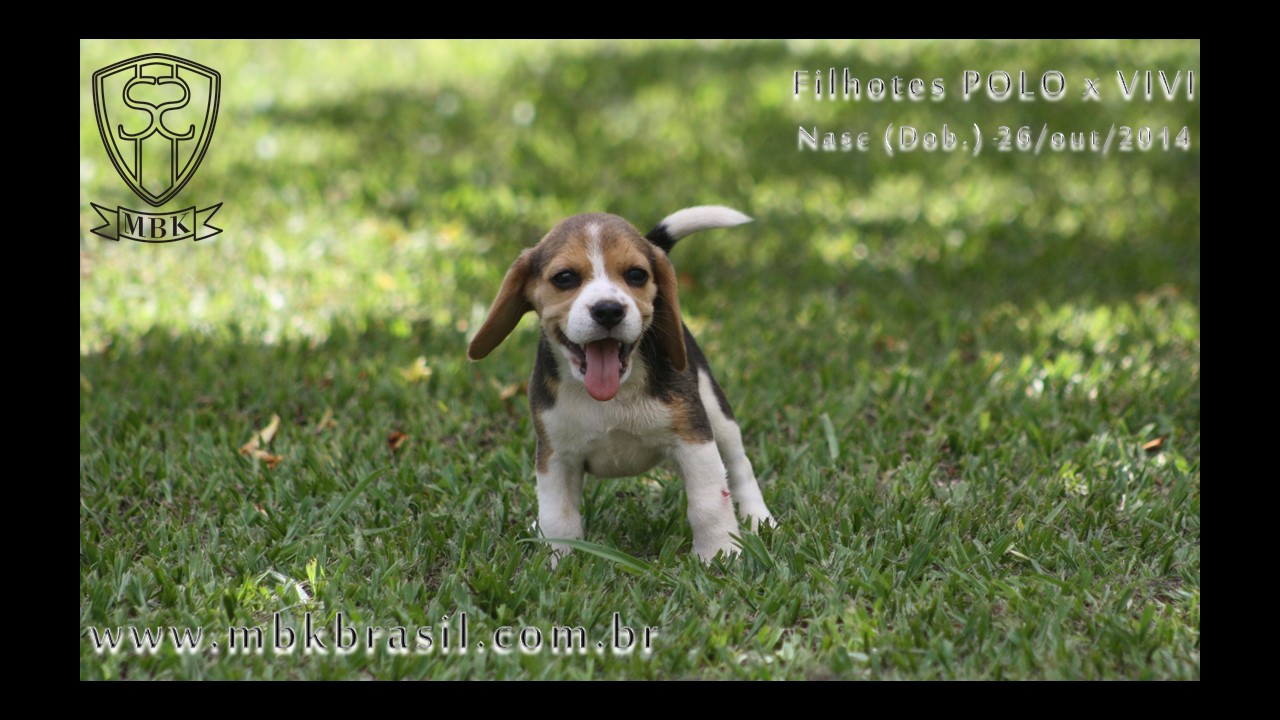 Filhotes Polo x Vivi 26-10-2014  (7)