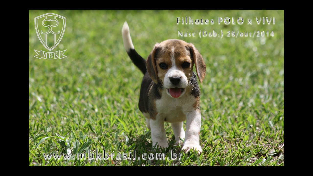 Filhotes Polo x Vivi 26-10-2014  (8)