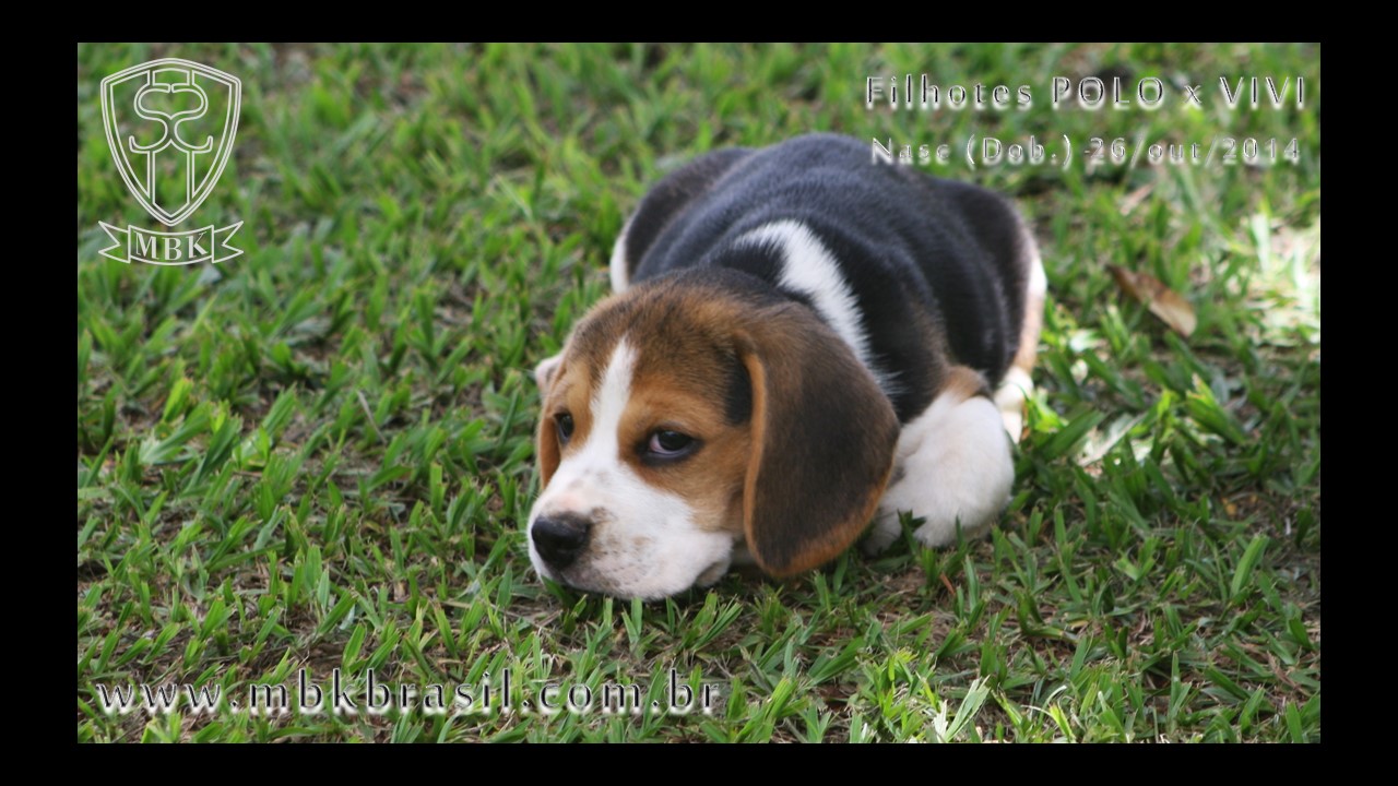 Filhotes Polo x Vivi 26-10-2014  (9)