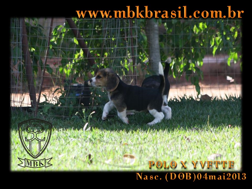 Filhotes Polo x Yvette 04mai2013 (1)