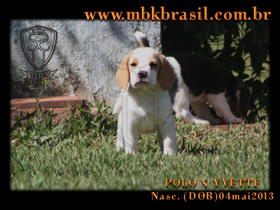 Filhotes Polo x Yvette 04mai2013 (2)
