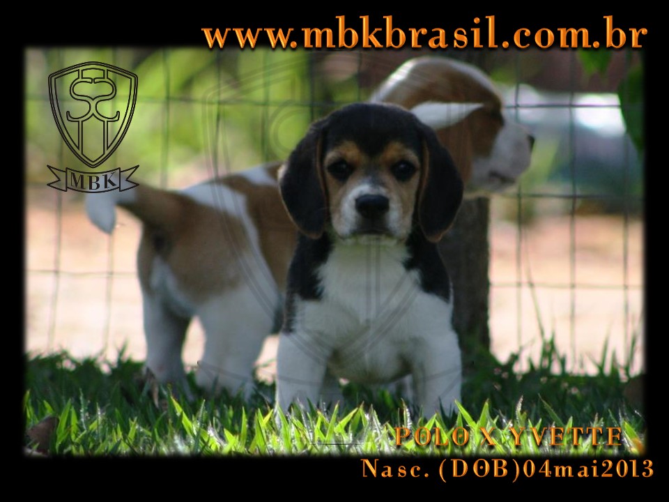 Filhotes Polo x Yvette 04mai2013 (3)